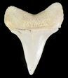 Mako Shark Tooth Fossil - Sharktooth Hill, CA #46822-1